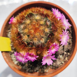 Mammillaria carmenae rubra
