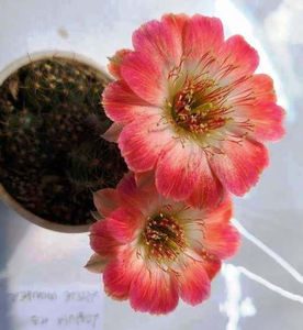 Lobivia Little wonder