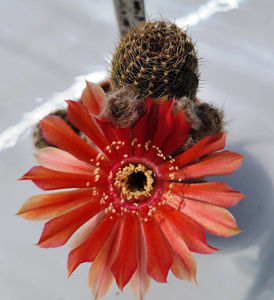Lobivia densispina