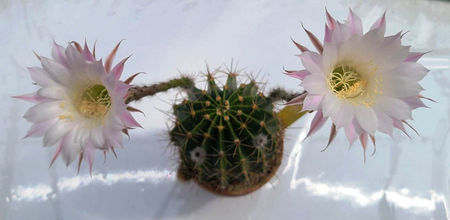 Echinopsis rhodotricha