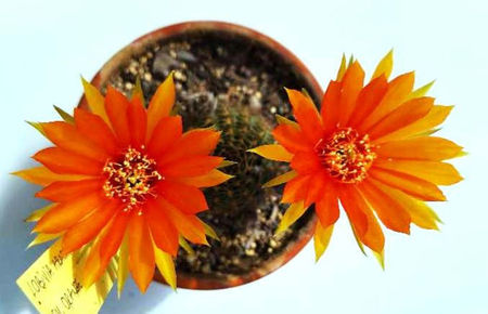 L aracanantha orange