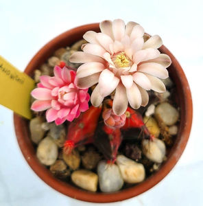 Gymnocalycium mihanovichii variegata