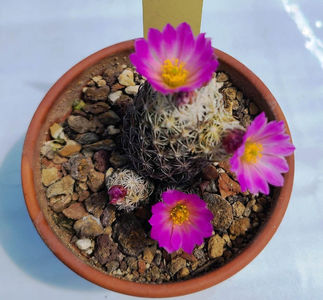 Escobaria minima