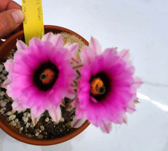 Echinocereus fitchii