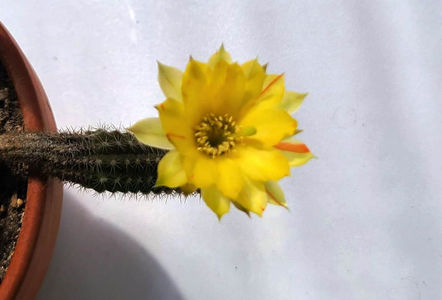 Chamaecereus papagei