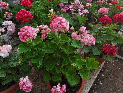 Appleblossom Rosebud