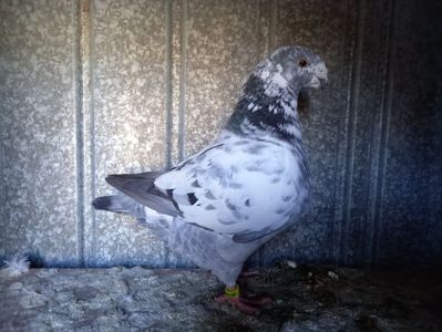 Perechea 2 femelă 2023