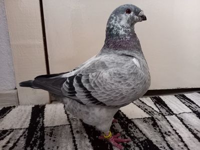 Perechea 2 femelă 2023