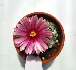 Astrophytum asterias akabana