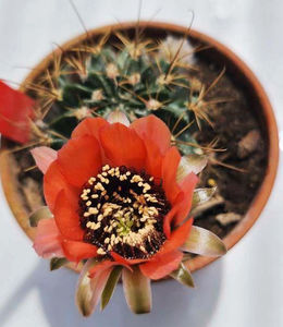 Lobivia jajoiana v fleischeriana