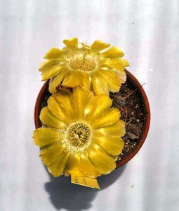 Acanthocalycium Glaucum