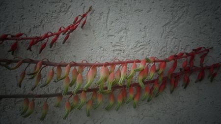 Florile gasteriei verrucosa
