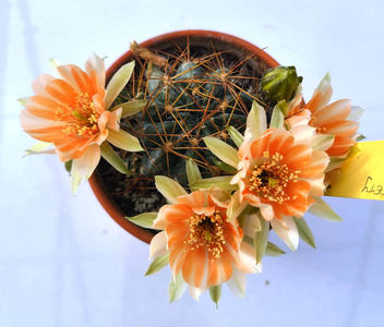 Lobivia cv SWEETY
