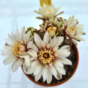 Gymnocalicium quehlianum
