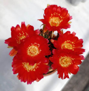 Lobivia maximiliana