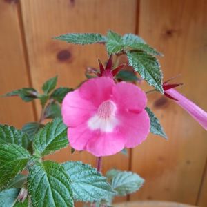 Rosy Frost