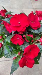Impatiens
