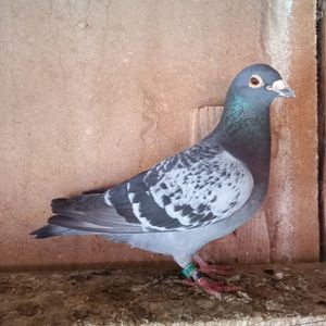 Mascul 11-608