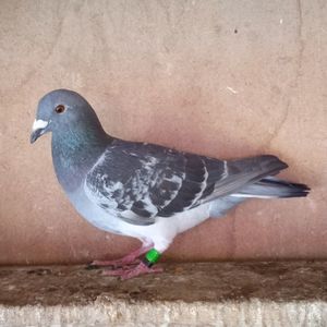 Mascul 23-419