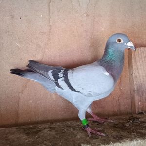 Mascul 23-440