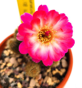 Chamaecereus Pan17_4_08 d8