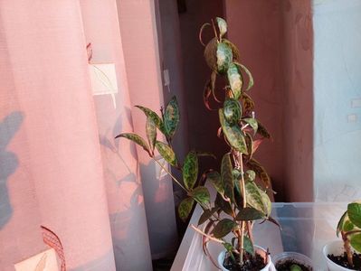 Aeschinanthus Longicaulis(15) rez im