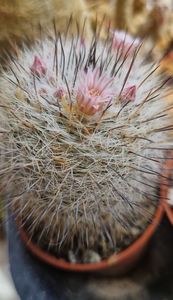 2024 Mammillaria ritteriana