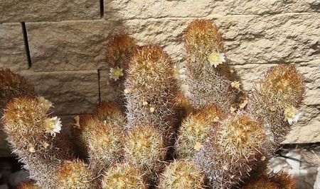 Mammillaria elongata