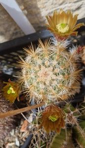 2024 Floare cu miros de vanilie
