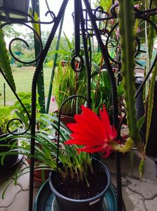 Epiphyllum hybr.