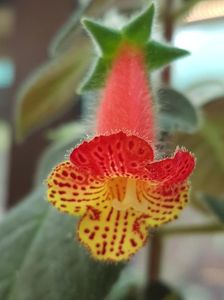 Bogotensis; Bogotensis
