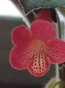 Ruby Red