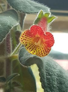 Bogotensis