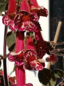 Multiflora