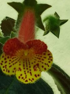 Bogotensis