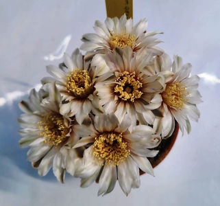 Gymnocalicium quehlianum