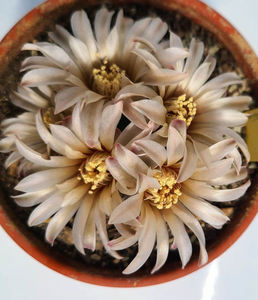 Gymnocalycium erinaceum