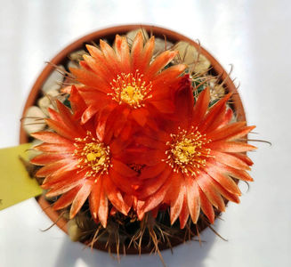 Parodia sucrensis