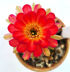 Lobivia hb red light