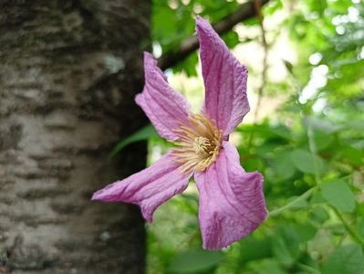 Clematis "Heather Herschell"