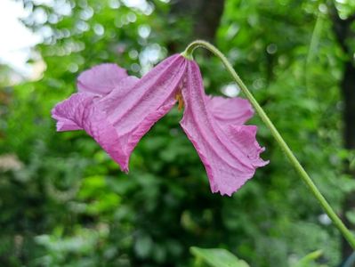 Clematis "Heather Herschell"