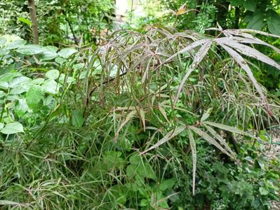 Hubbs Red Willow