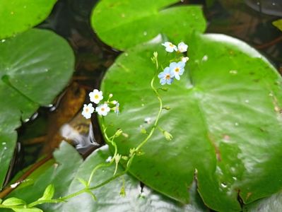 Mysotis palustris