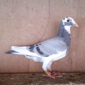 Pui 24-516