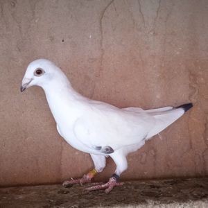 Pui 24-502