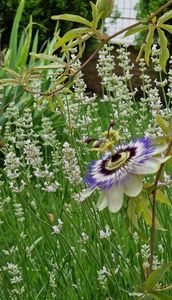 Passiflora caerulea pe gond de lavanda roz