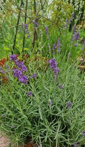 Putina lavanda