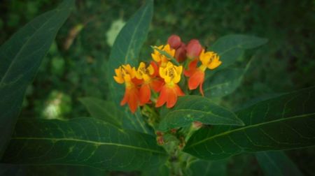 Asclepias curassavica