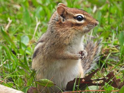 Chipmonk in the park
