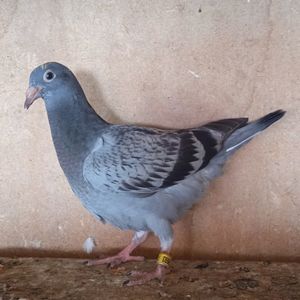 Pui 24-693